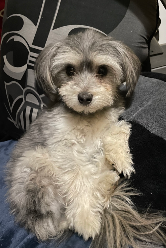 Friendly Maltipom Pup