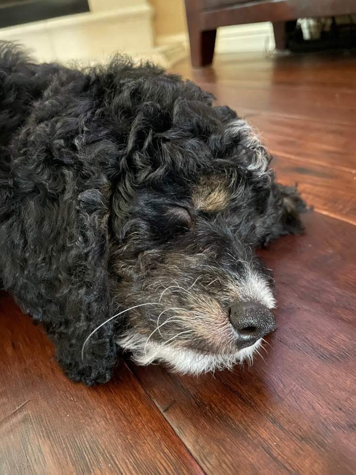 Small Mini Bernedoodle Pup