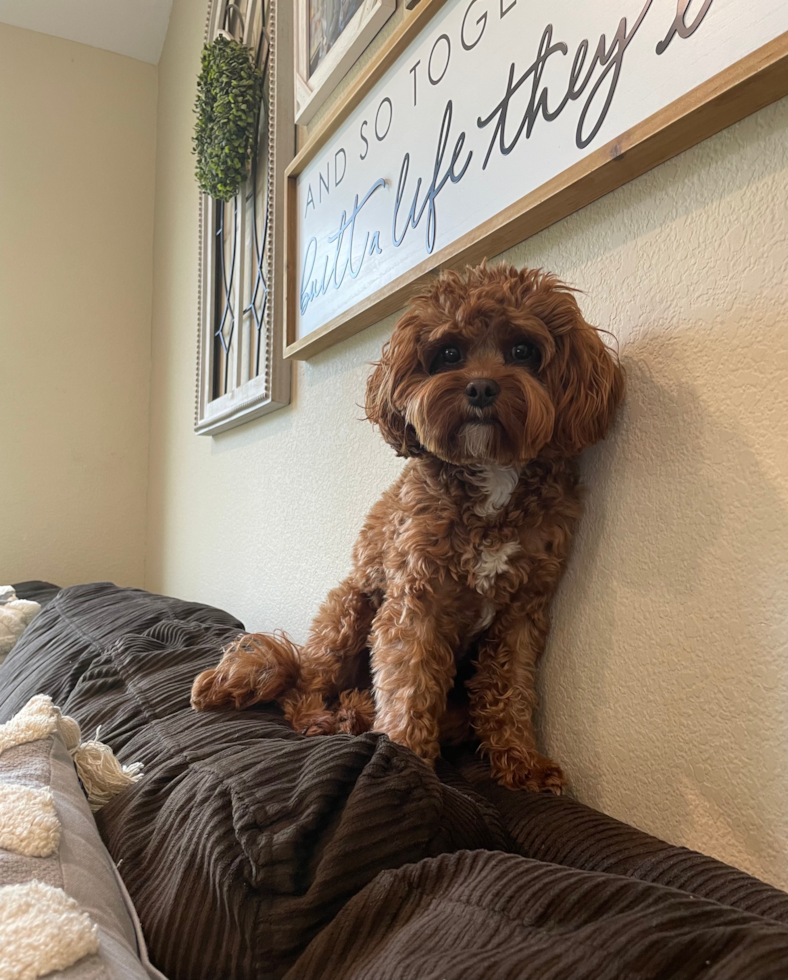 Adorable Cavoodle Poodle Mix Pup