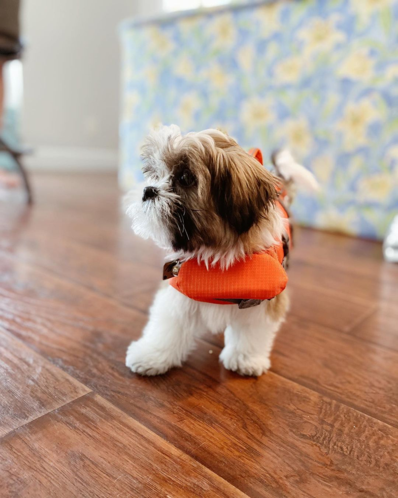 Cute Teddy Bear Pup