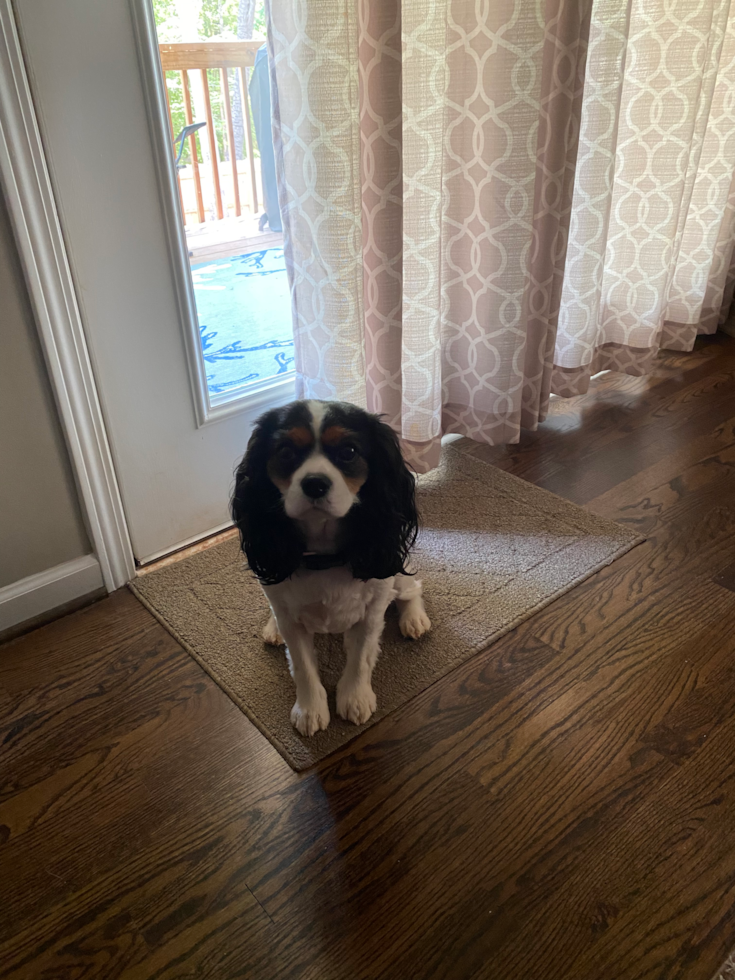 Streetsboro Cavalier King Charles Spaniel Pup