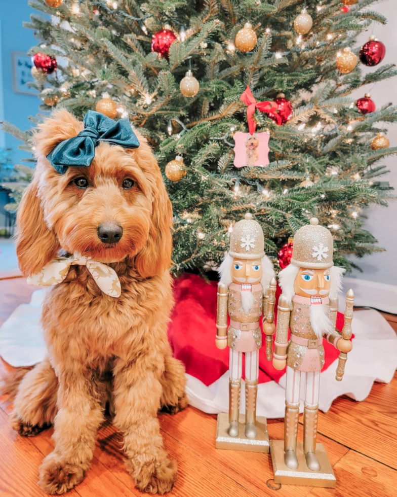 Funny Mini Goldendoodle Poodle Mix Pup