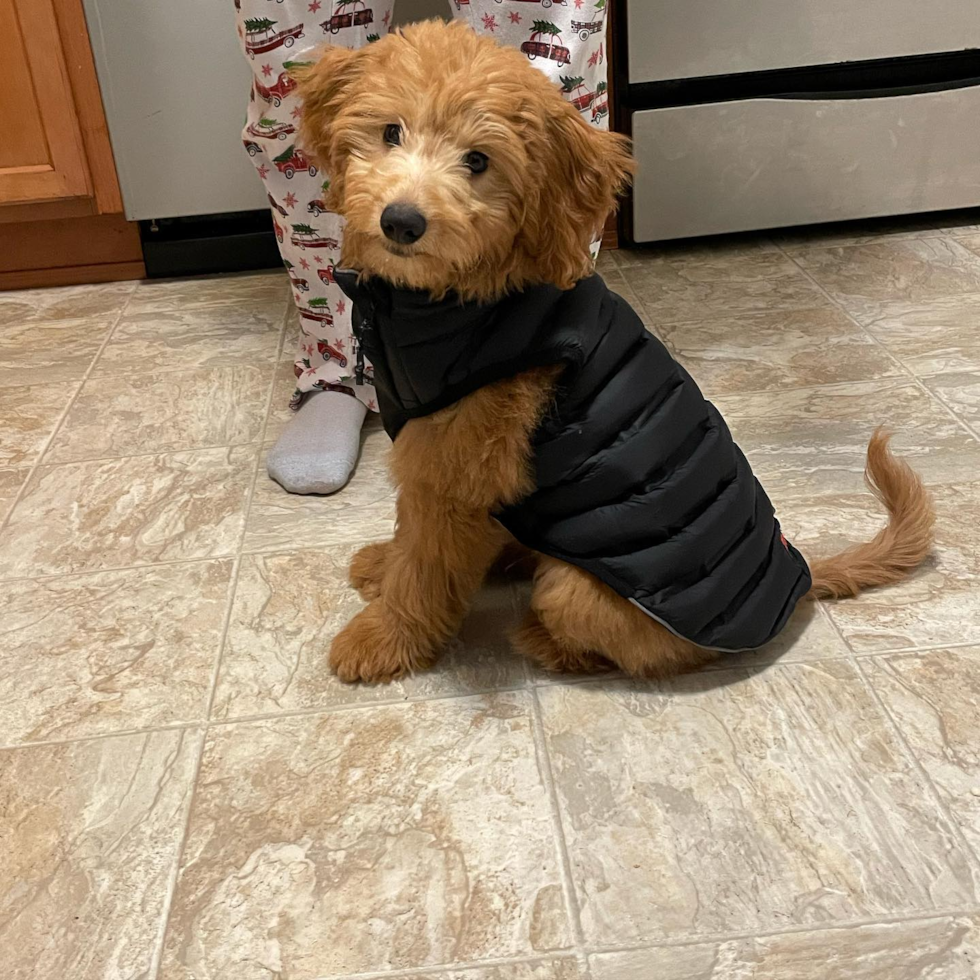 Playful Golden Retriever Poodle Mix Pup