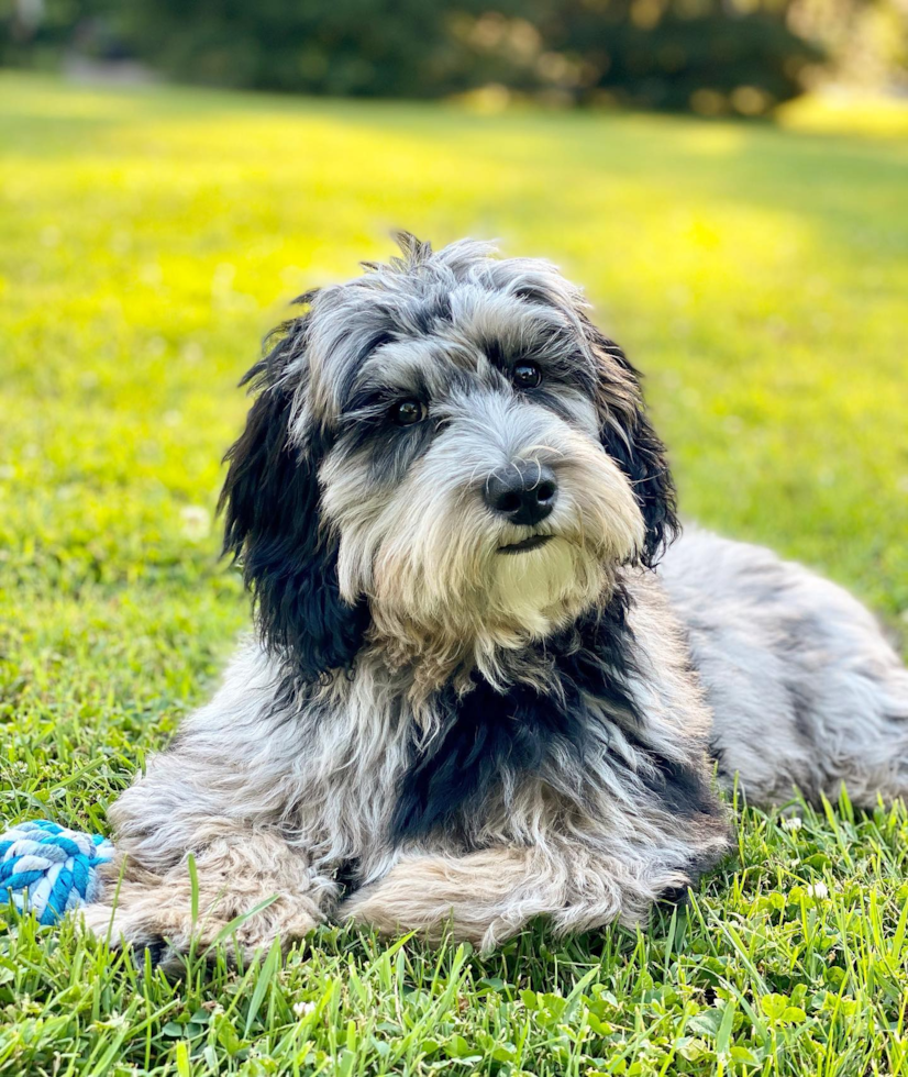 Happy Mini Sheepadoodle Pup