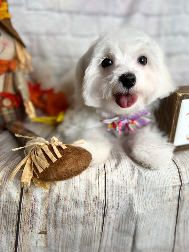 Fluffy Maltese Purebred Pup