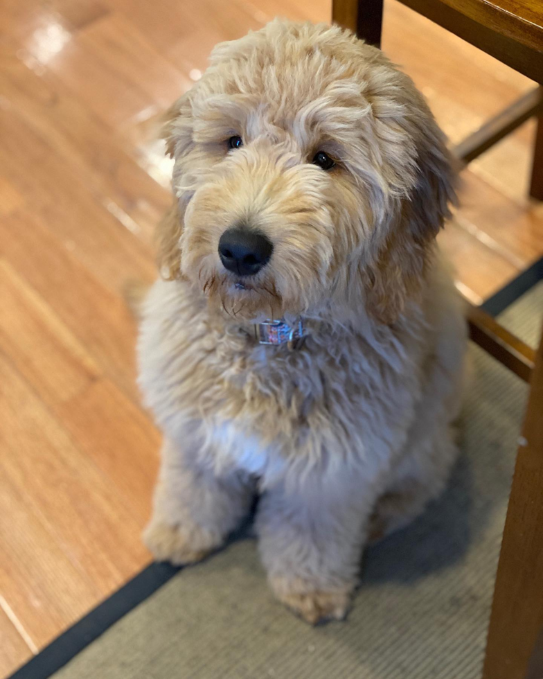 Happy Mini Goldendoodle Pup in Charlotte NC