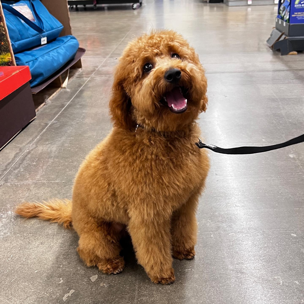 Popular Mini Goldendoodle Poodle Mix Pup