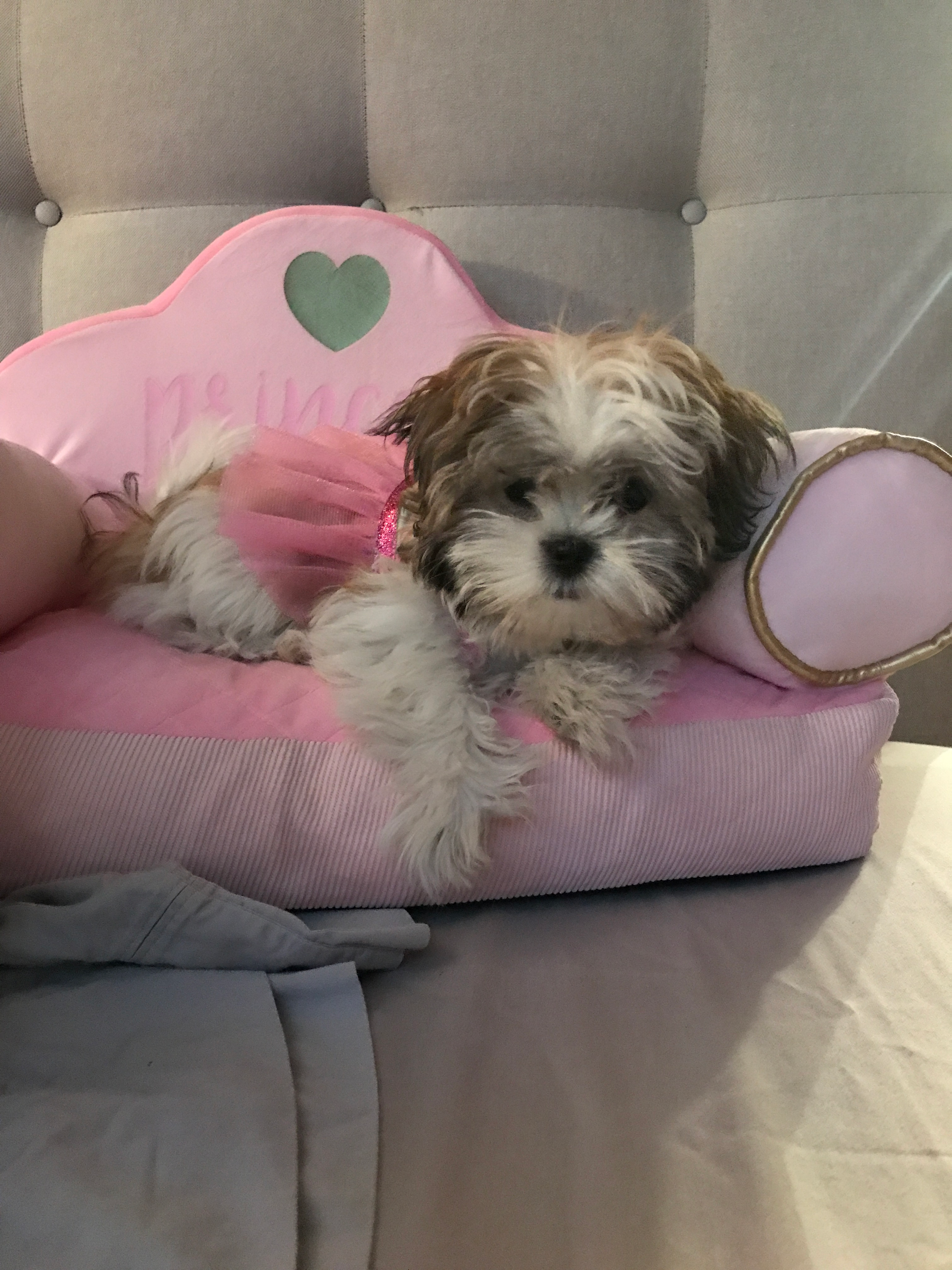 Teddy Bear Pup Being Cute