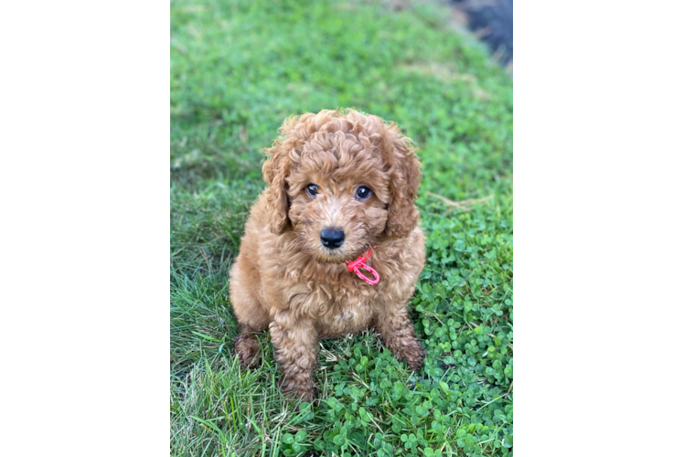 Best Mini Goldendoodle Baby