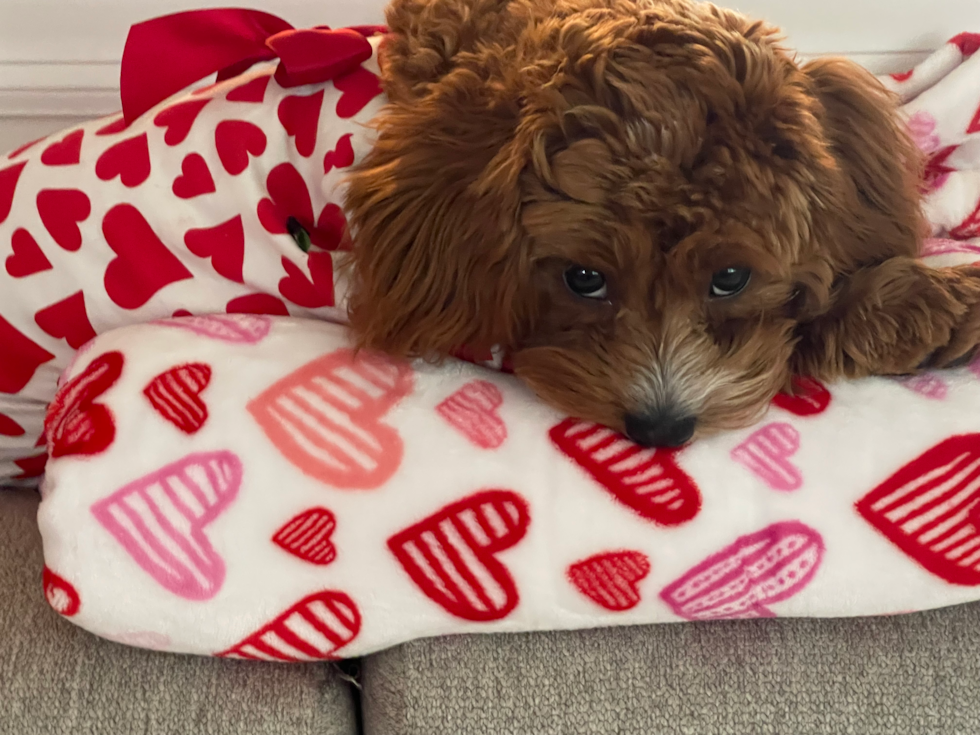 Cute Cavapoo Pup