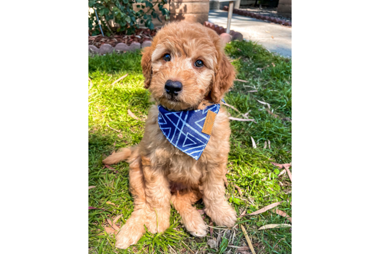 Happy Mini Goldendoodle Baby