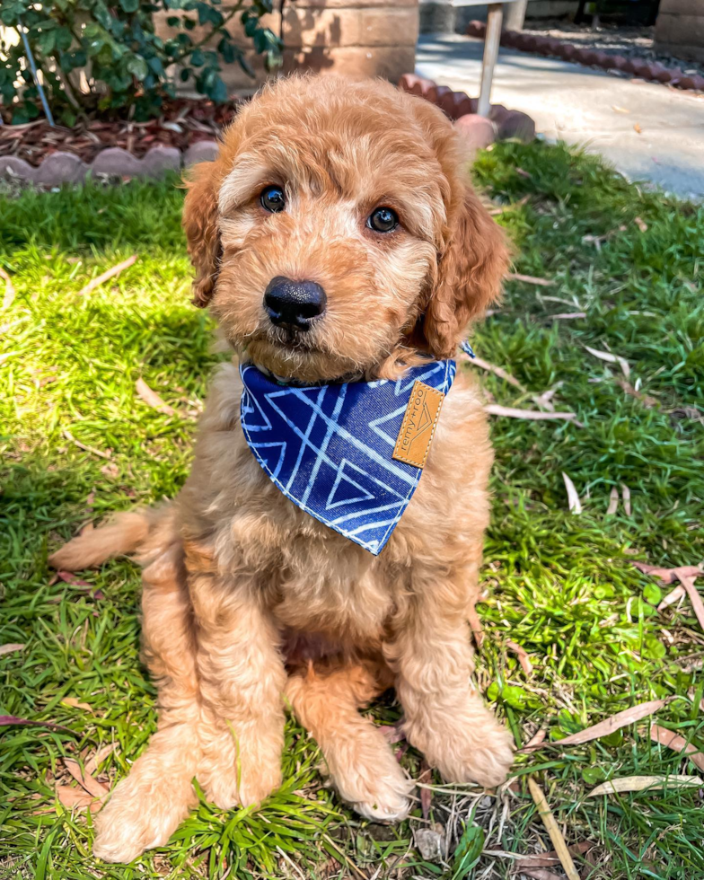 Fluffy Mini Goldendoodle Poodle Mix Pup