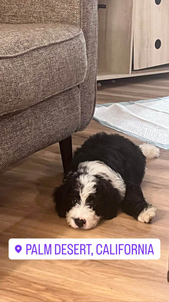 Mini Bernedoodle Being Cute