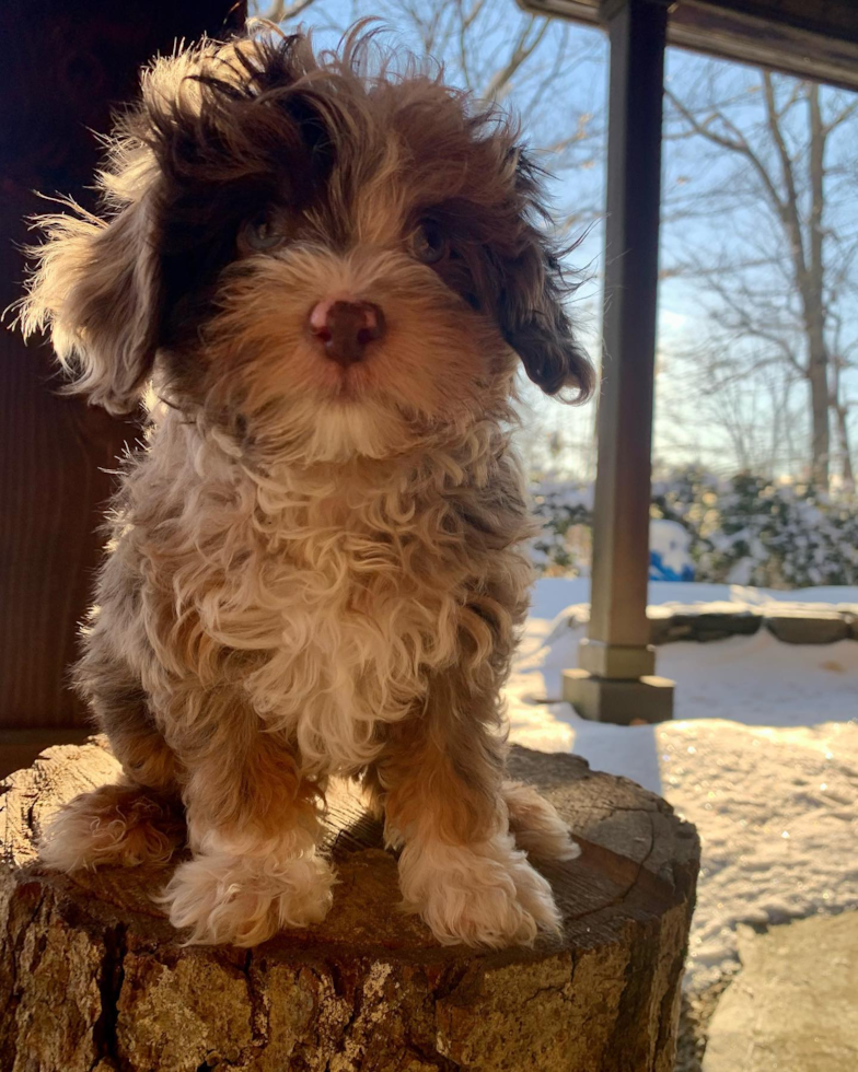 Little Aussiepoo Poodle Mix Pup