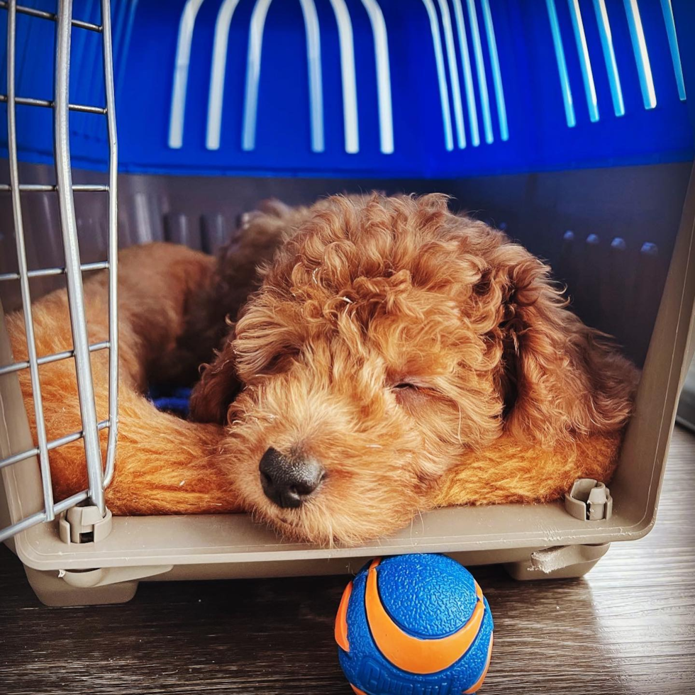 Mini Goldendoodle Being Cute