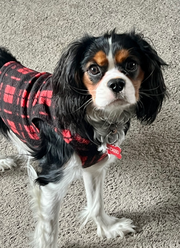 Small Cavalier King Charles Spaniel Purebred Pup