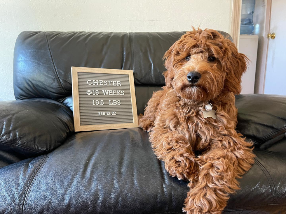 Friendly Mini Goldendoodle Pup in South San Francisco CA