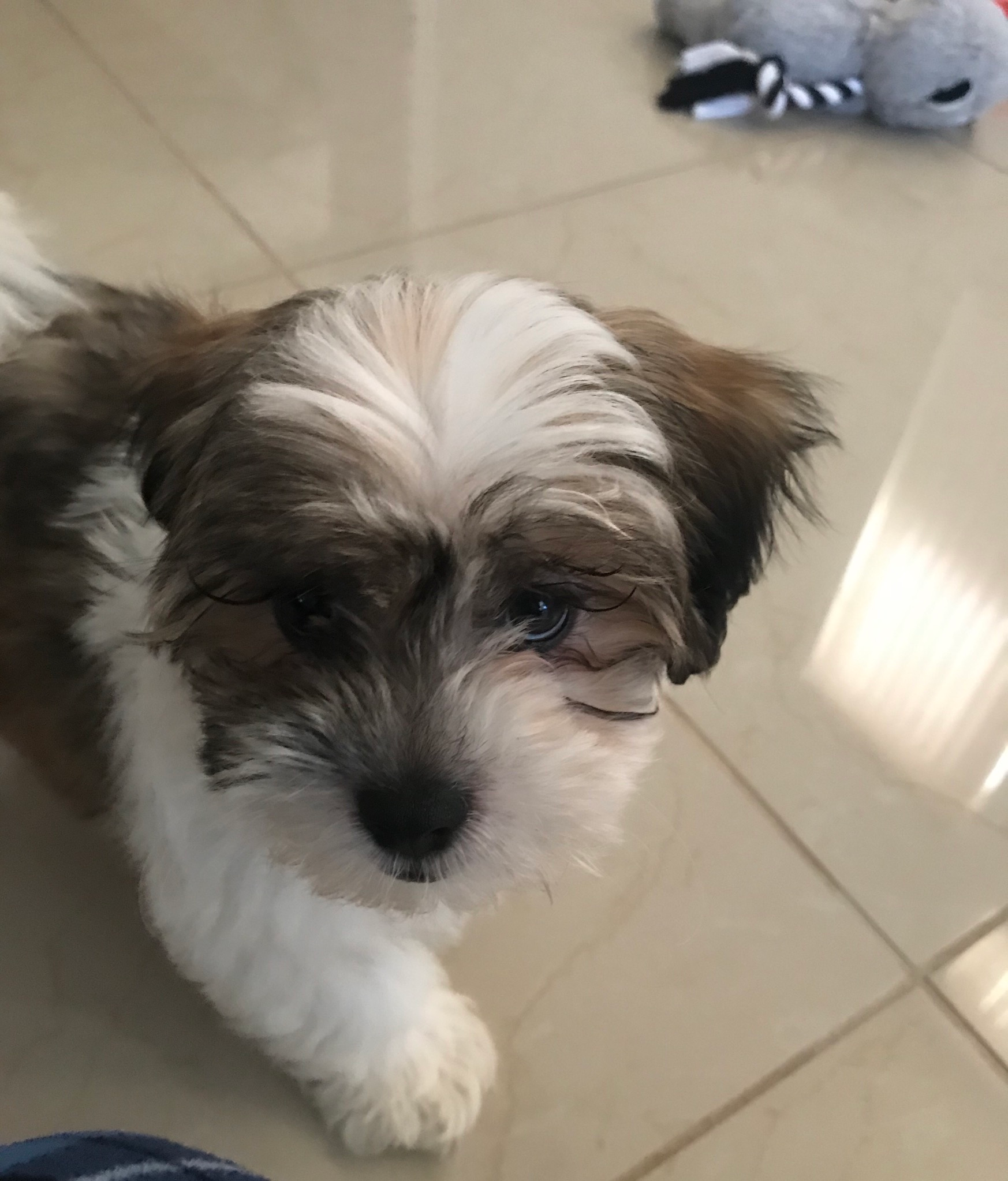 Popular Teddy Bear Designer Pup
