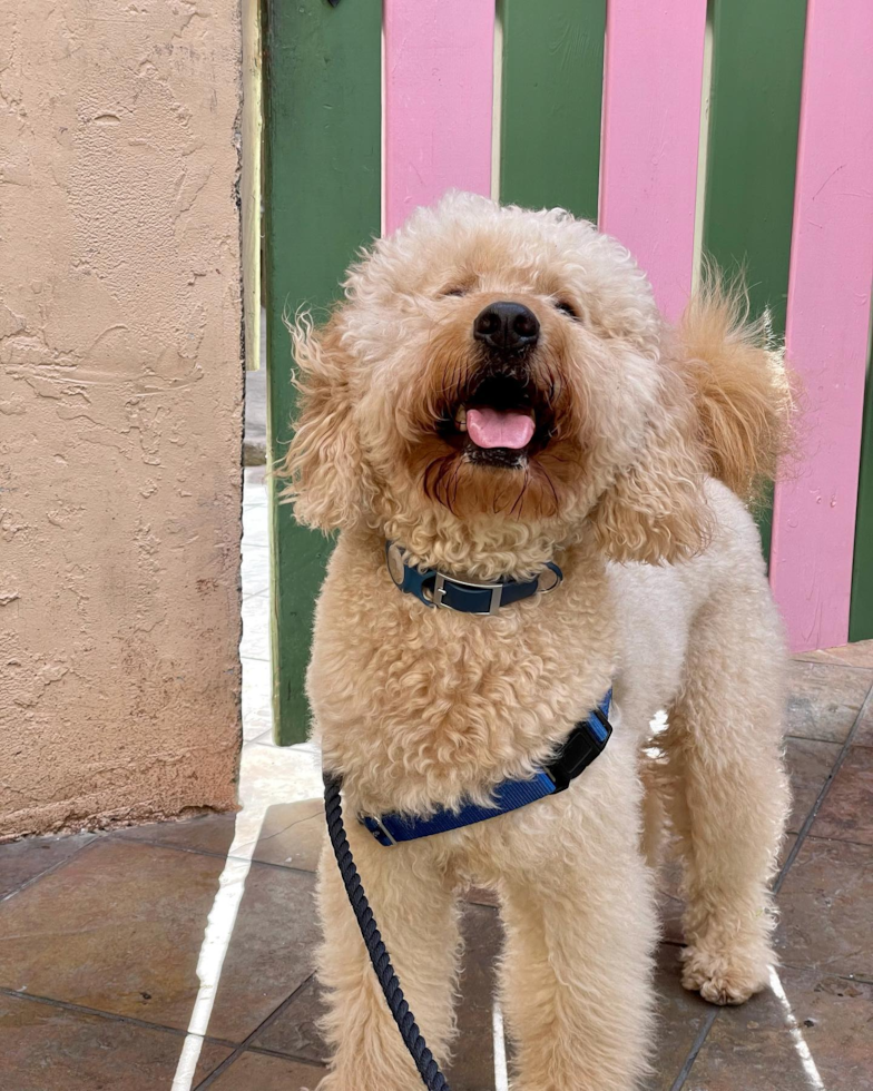 Mini Goldendoodle Being Cute