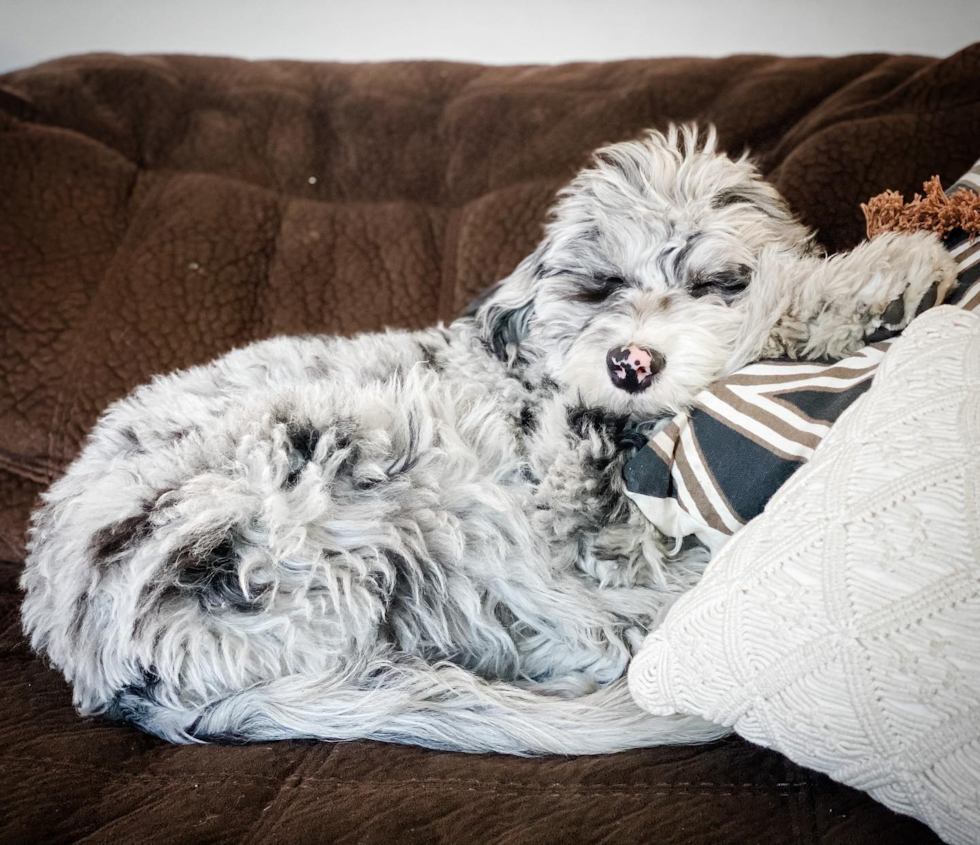 Fluffy Mini Sheepadoodle Poodle Mix Pup