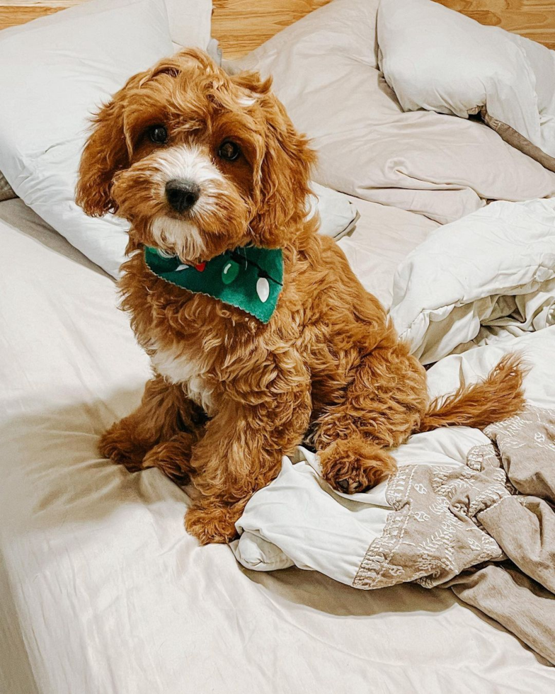 Adorable Cavoodle Poodle Mix Pup