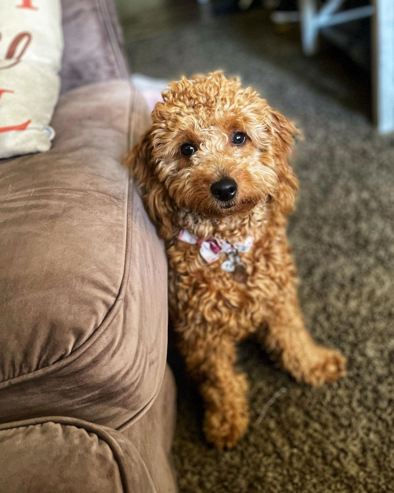 Friendly Mini Goldendoodle Pup in Temecula CA