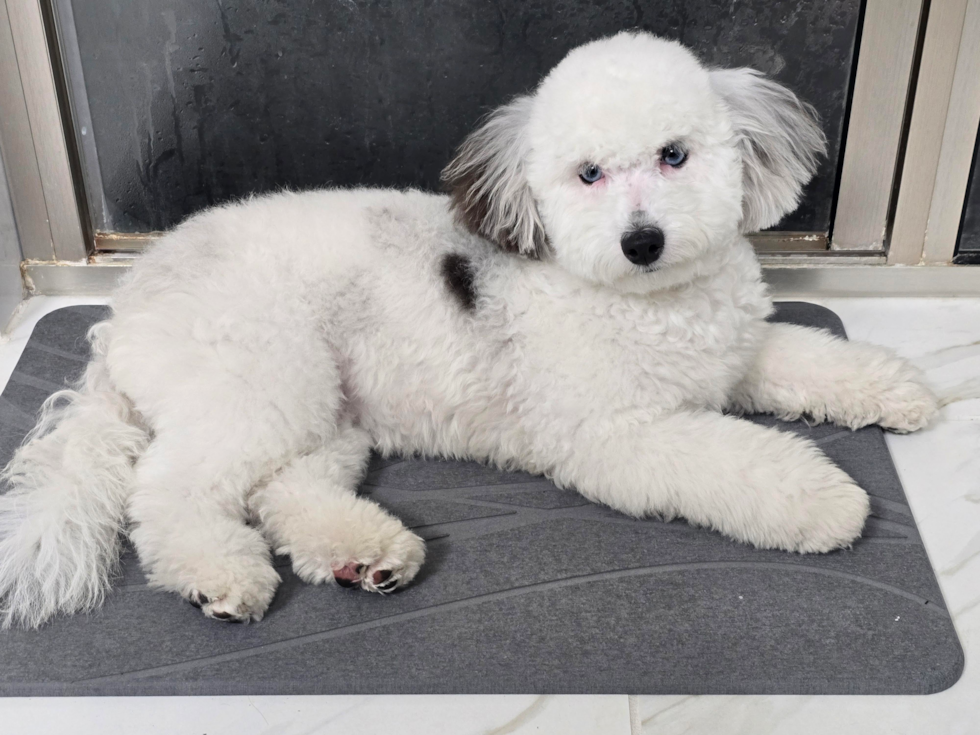 Playful Havadoodle Poodle Mix Pup