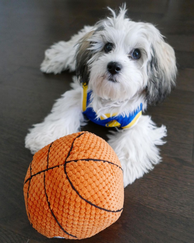 Energetic Shichon Designer Pup