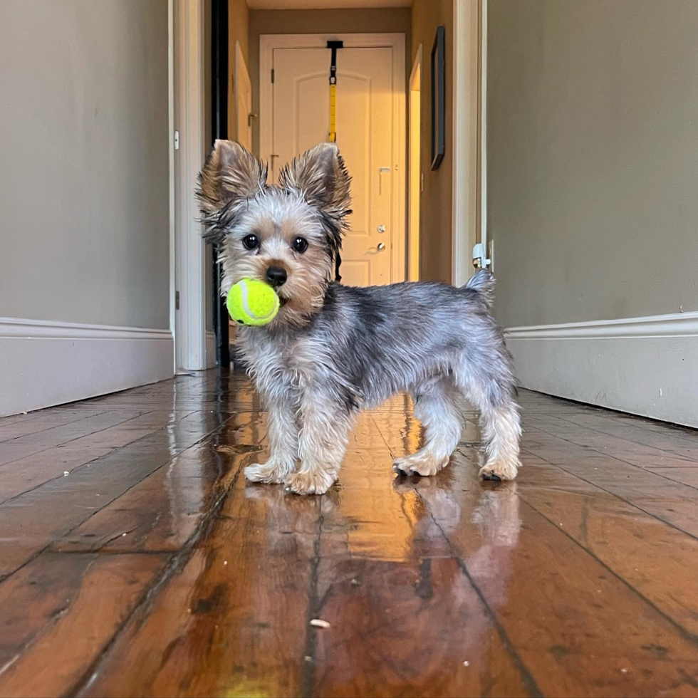 Cute Yorkie Purebred Pup