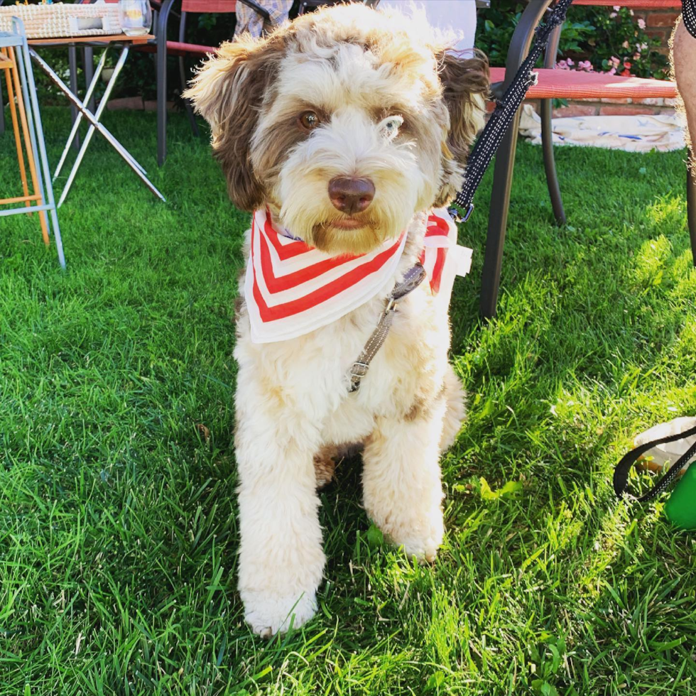 Friendly Mini Aussiedoodle Pup