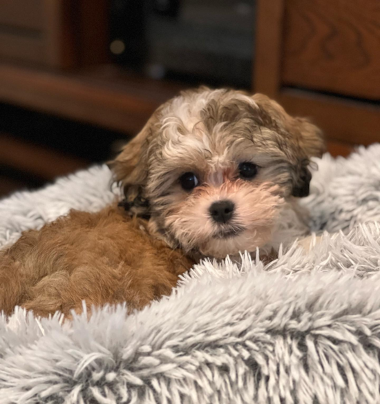 Sweet Teddy Bear Pup