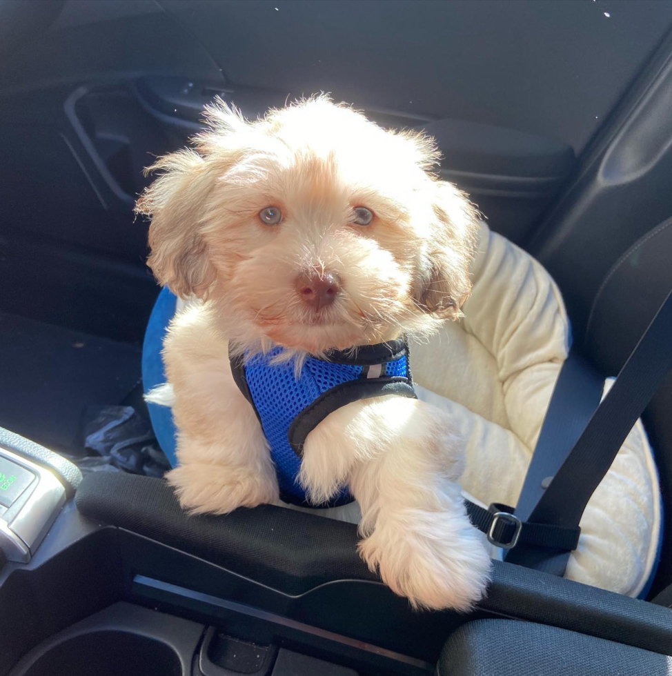 Little Havanese Purebred Pup