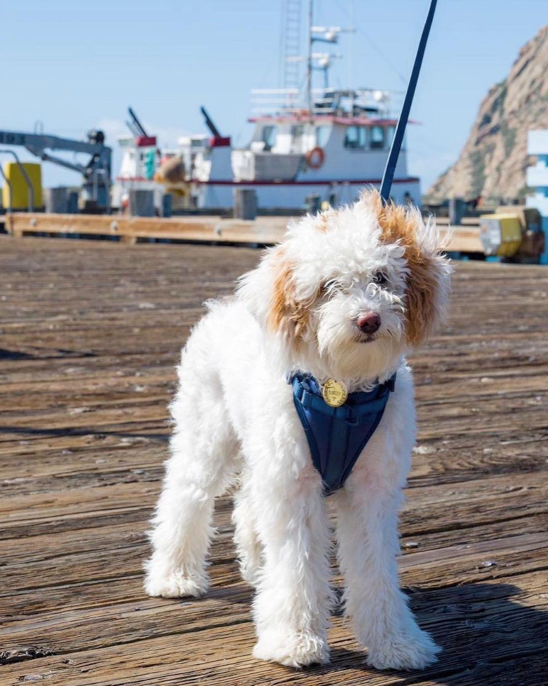 Adorable Mini Berniedoodle Poodle Mix Pup