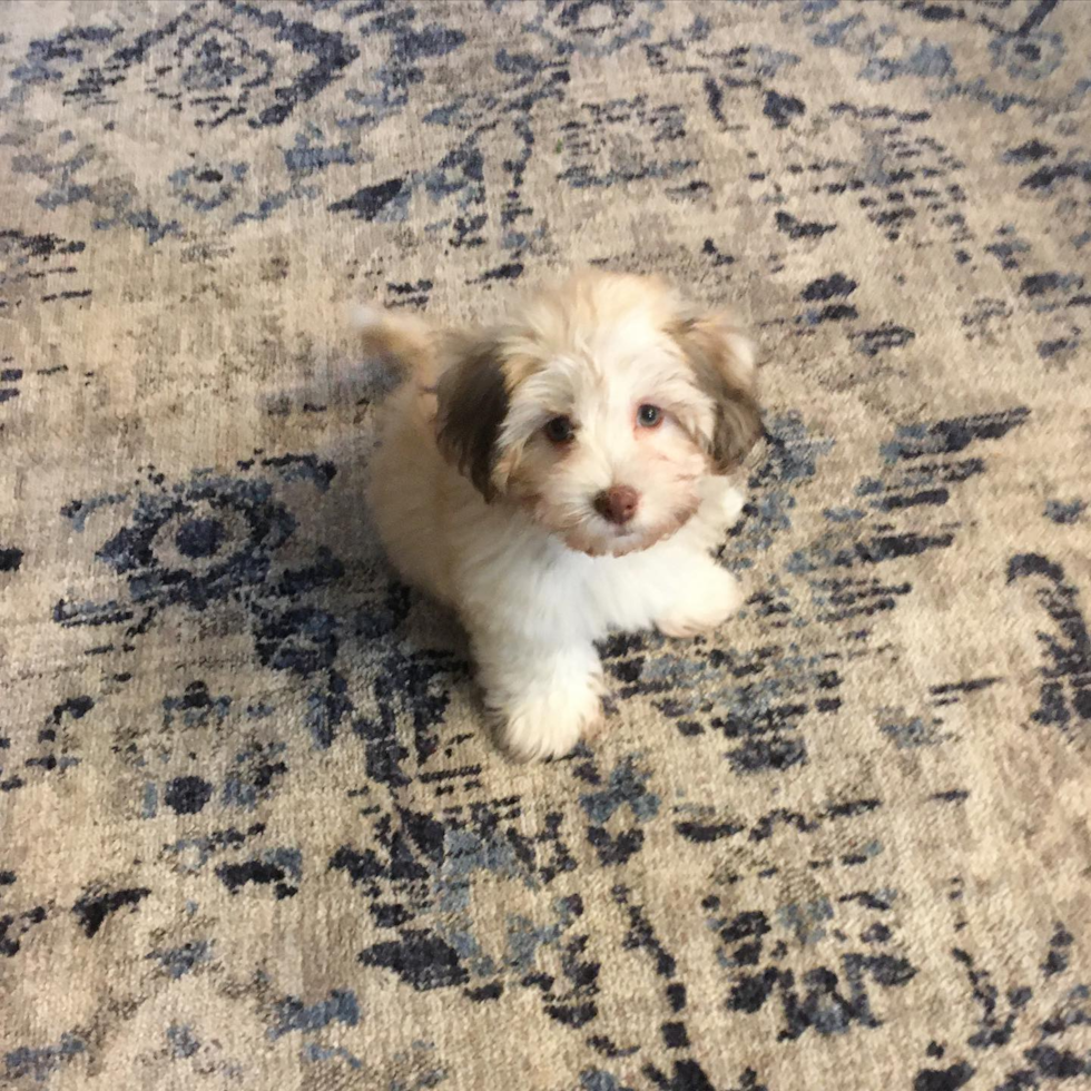 Havanese Being Cute