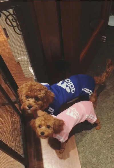 Cavapoo Puppy for Adoption