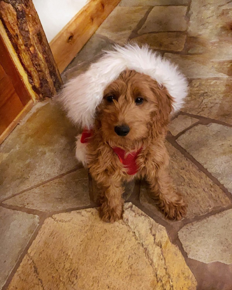 Playful Golden Retriever Poodle Mix Pup