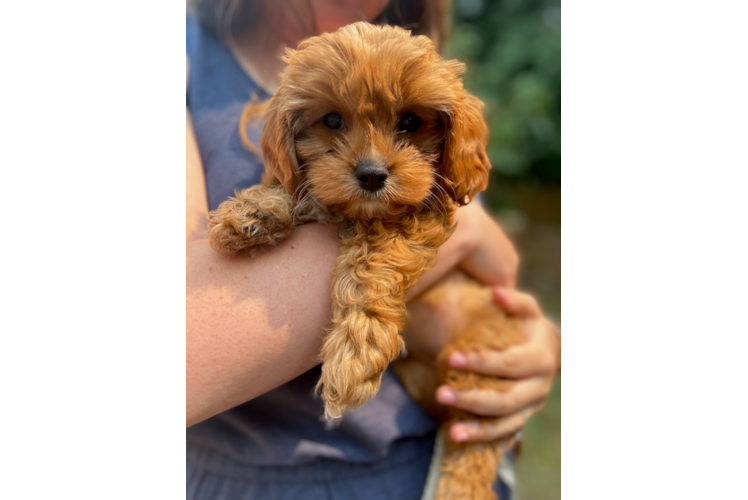 Cavapoo Puppy for Adoption