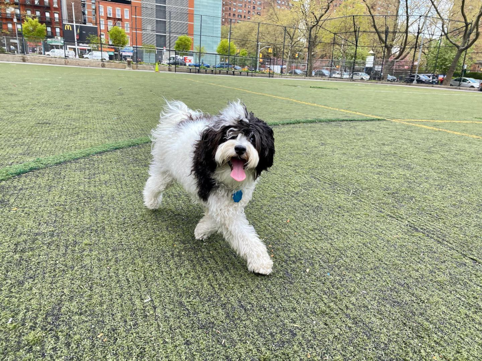 Sweet Havanese Purebred Pup