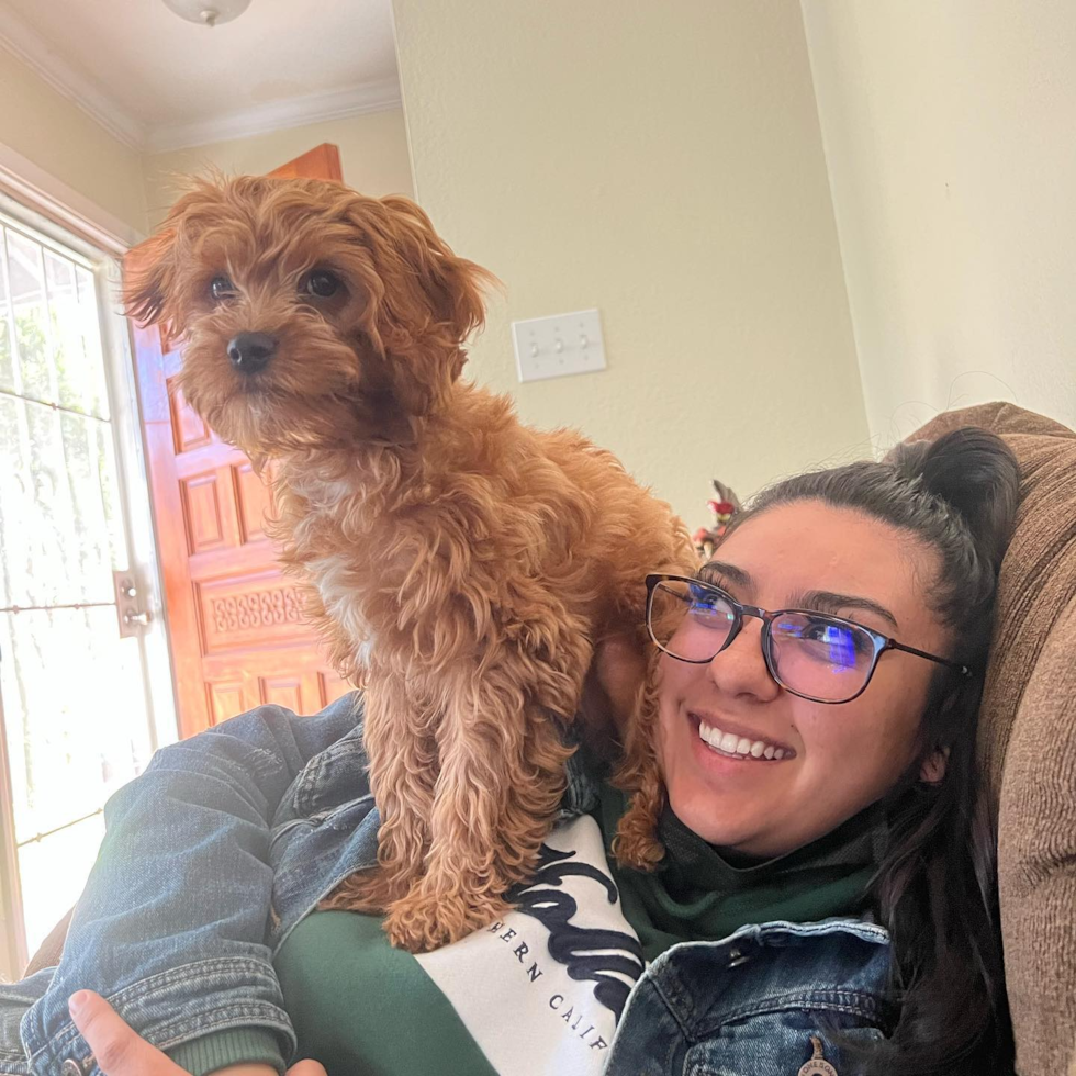 Sacramento Cavapoo Pup