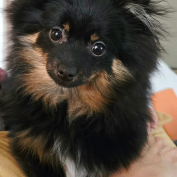 Petite Pom Dog Purebred Pup