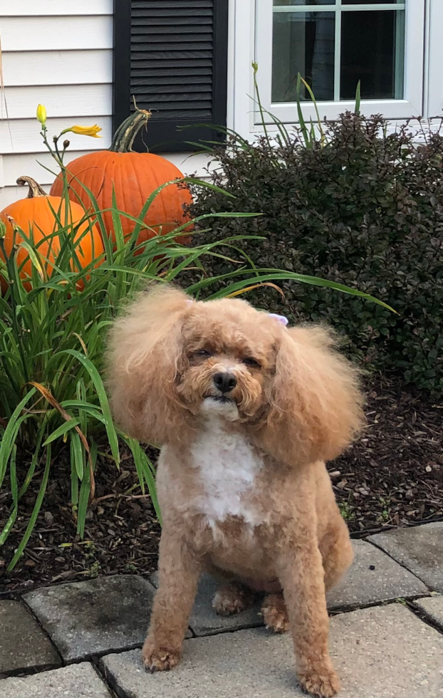 Adorable Poodle Pup in