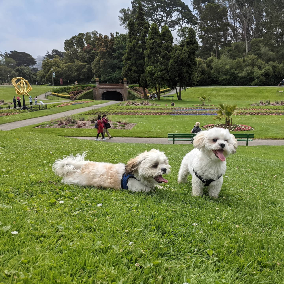 San Leandro Teddy Bear Pup