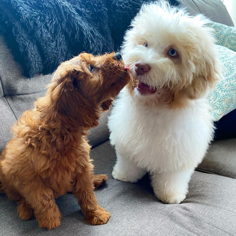 CHICAGO Mini Goldendoodle Pup