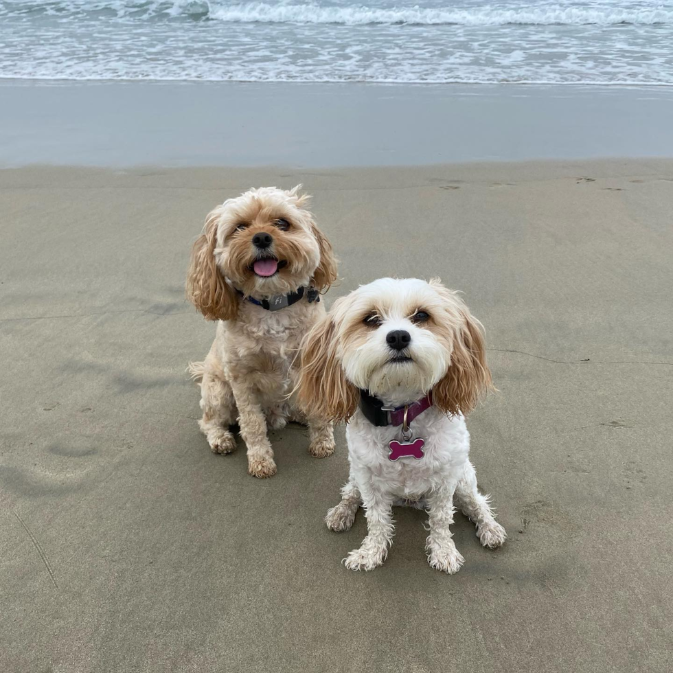 Friendly Cavachon Pup in Los Angeles CA