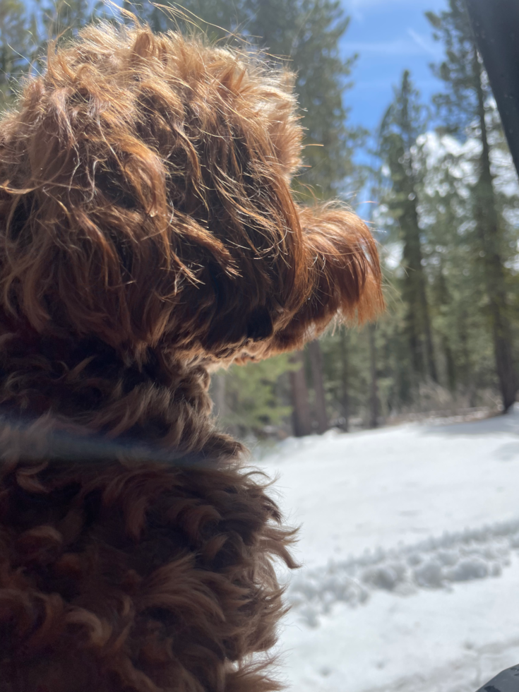 Cavapoo Being Cute