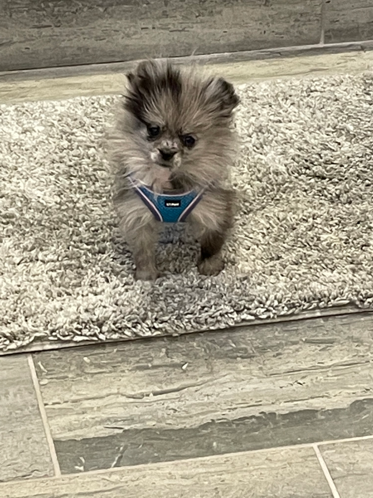 Smart Pomeranian Pup in