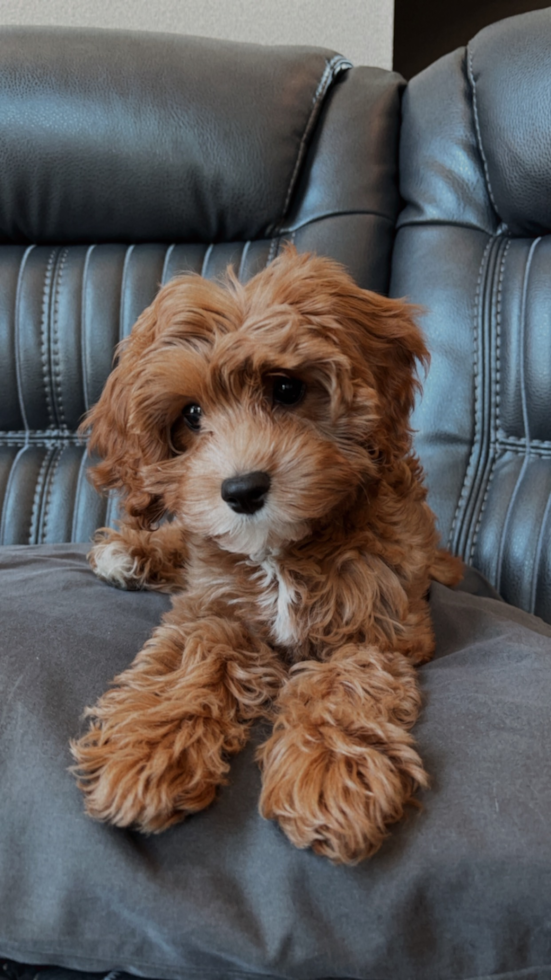 Cavapoo Being Cute