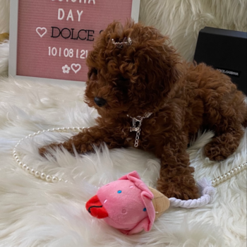 Fluffy Cavapoo Poodle Mix Pup