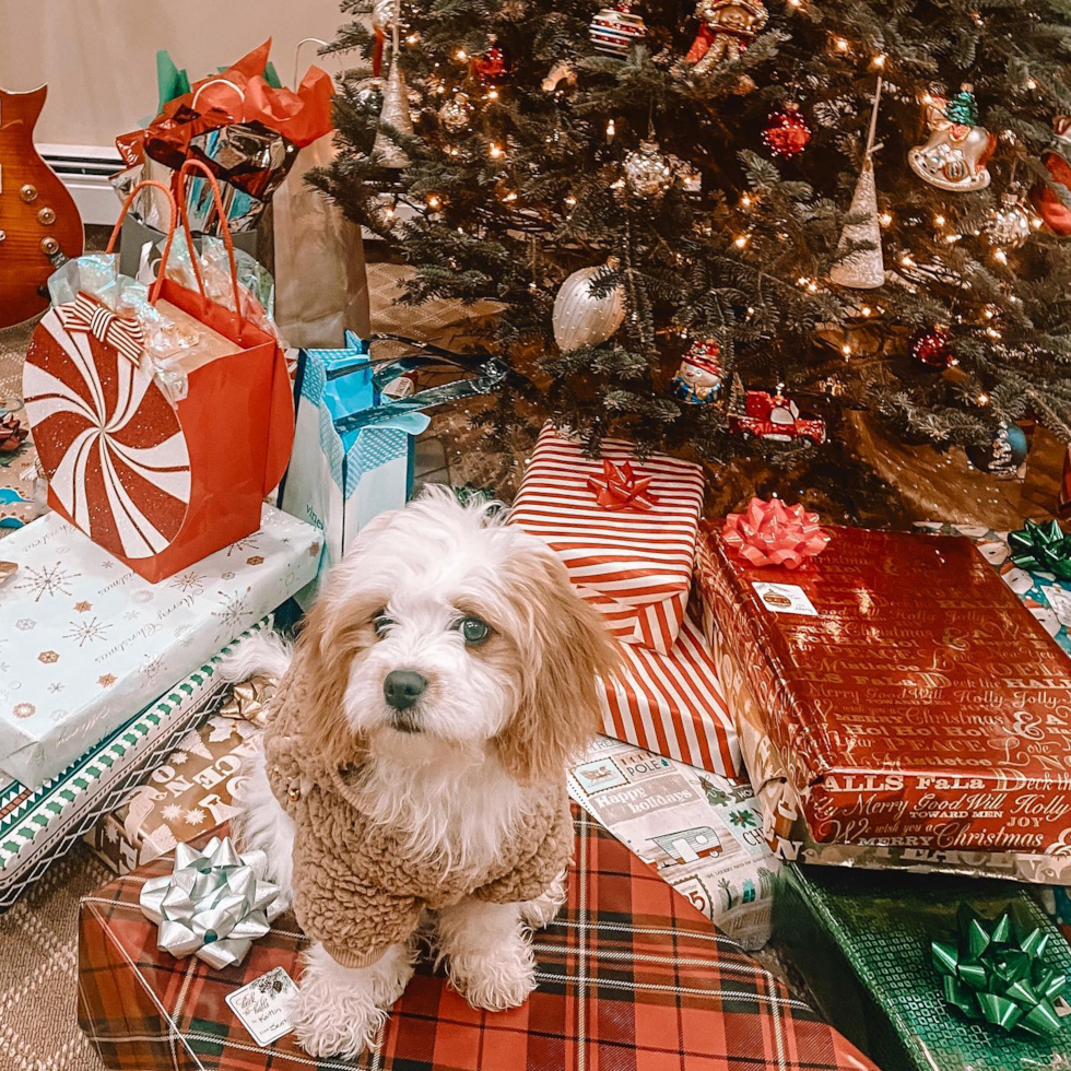 Cavachon Being Cute