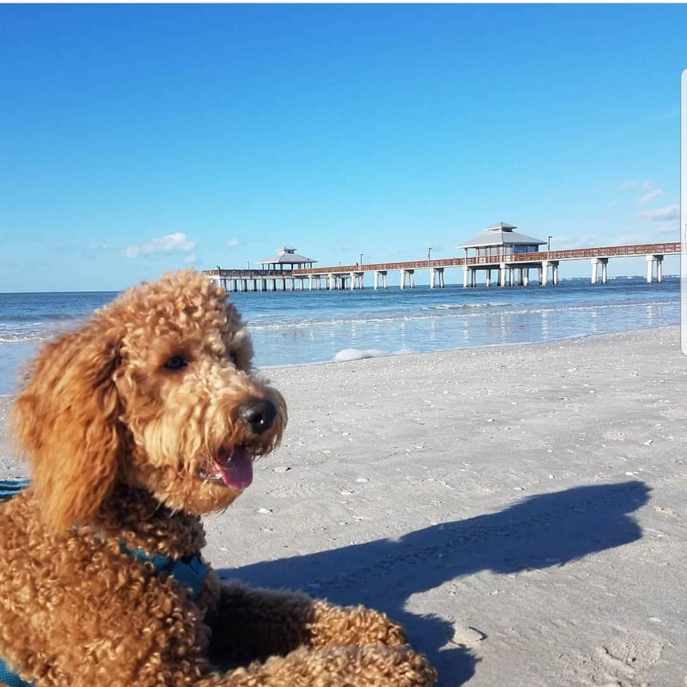 Petite Mini Goldendoodle Poodle Mix Pup